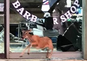 Delinquent Deer Caught Fleeing Mississippi Barber Shop After Smashing Window