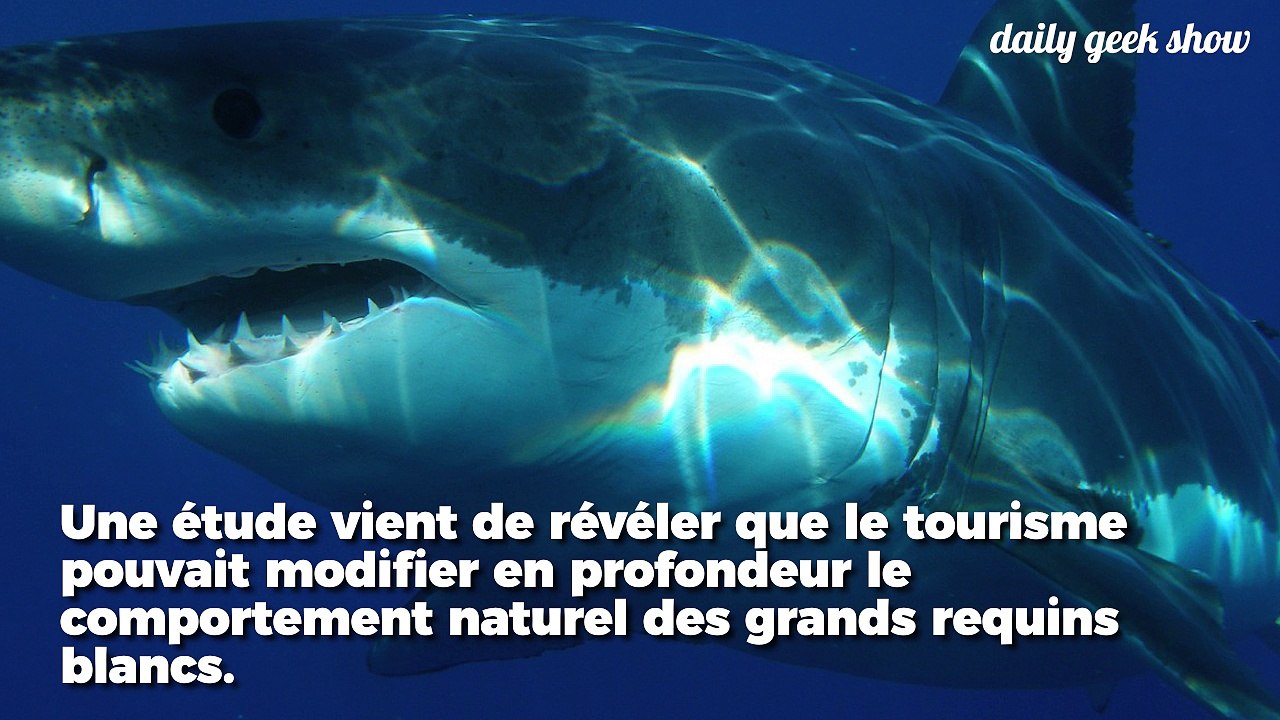La plongée en cage est très néfaste pour les grands requins blancs