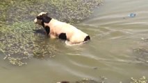 Sıcaktan Bunalan Hayvanlar Baraj Suyunda Serinliyor