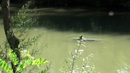 Irmağa giren yunus, ekipleri seferber etti - BARTIN