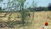 Epic Battle Between Lions and a Roan Antelope - Latest Sightings Pty Ltd