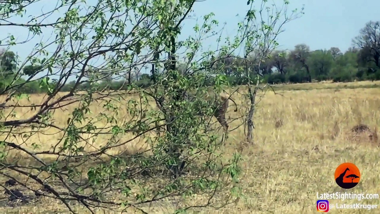 Epic Battle Between Lions and a Roan Antelope - Latest Sightings Pty Ltd