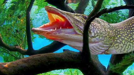 Loài chim kỳ lạ làm tổ trong hàm cá  chết khô