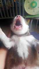 Puppies Learning to Howling