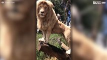 Είναι αυτό το πιο όμορφο λιοντάρι στον κόσμο;