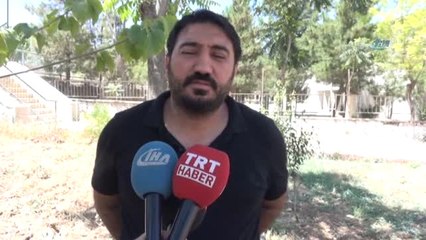 Gercüş'te Fıstık Ağaçları Aşılanmaya Başlandı