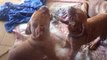 video chiots dogue de bordeaux