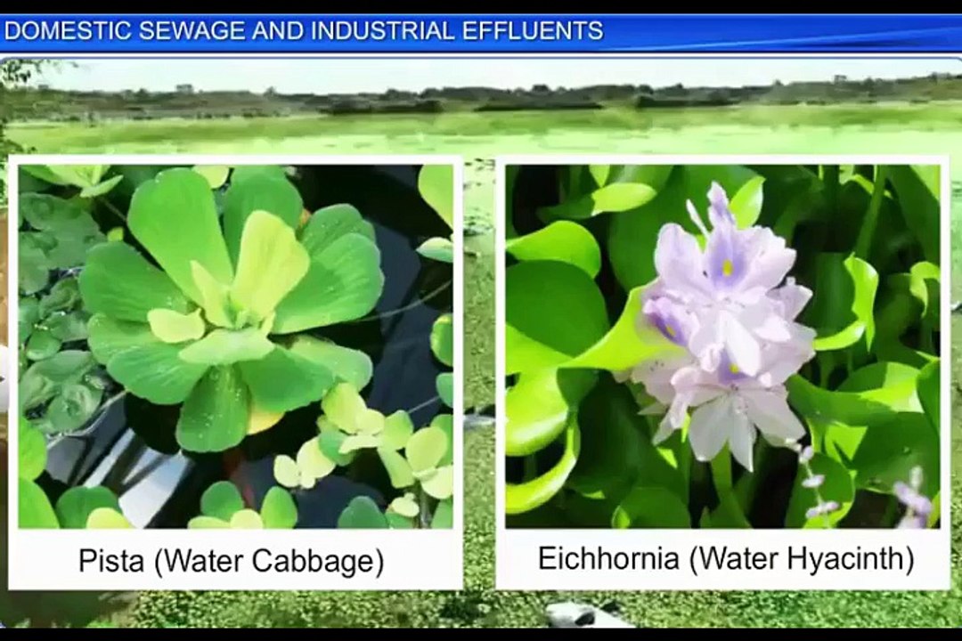 (2)CBSE Class 12 Biology, Environmental Issues – 2, Domestic Sewage and Industrial Effluents