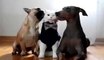 This is what it called to Be a boss next to dogs & Cute Boss cat & home cats