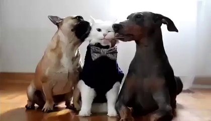 This is what it called to Be a boss next to dogs & Cute Boss cat & home cats