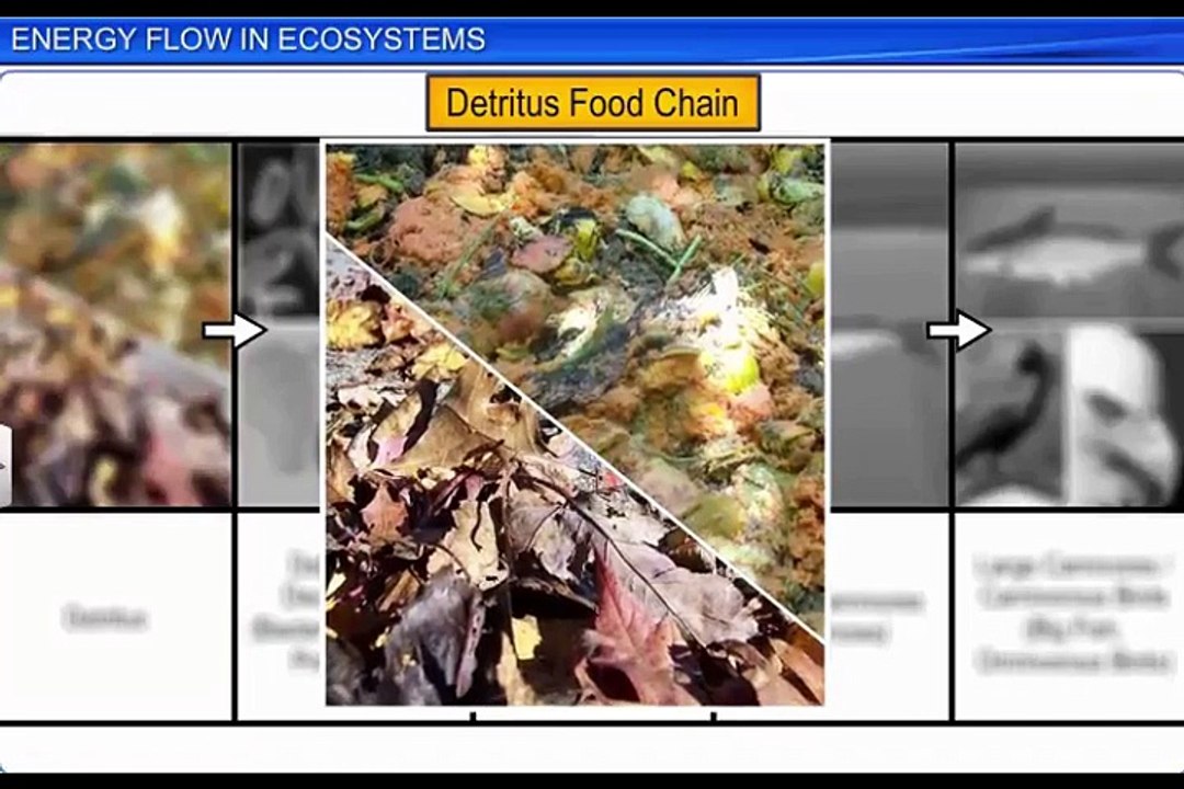 (6)CBSE Class 12 Biology, Ecosystem – 6, Energy Flow in Ecosystems
