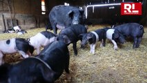 À la rencontre des porcs noirs Gascons à Beuveille