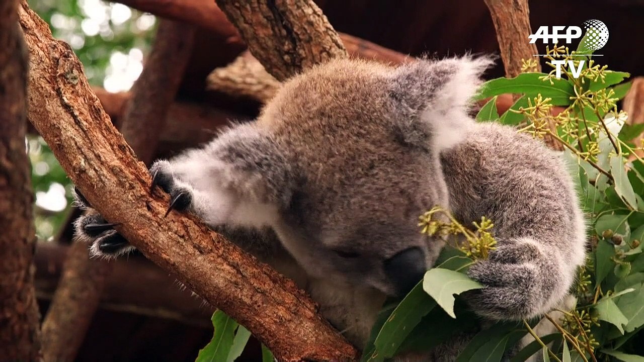 Forscher entschlüsseln erbgut der koalas