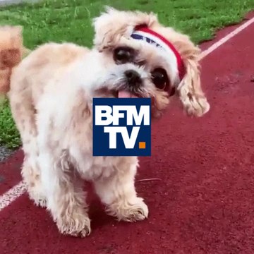 Canicule: quatre conseils pour protéger ses chiens et chats de la chaleur ?