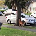 Un écureuil nargue un chien... Tellement drôle
