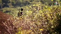 Des enfants capturent des mygales pour les manger