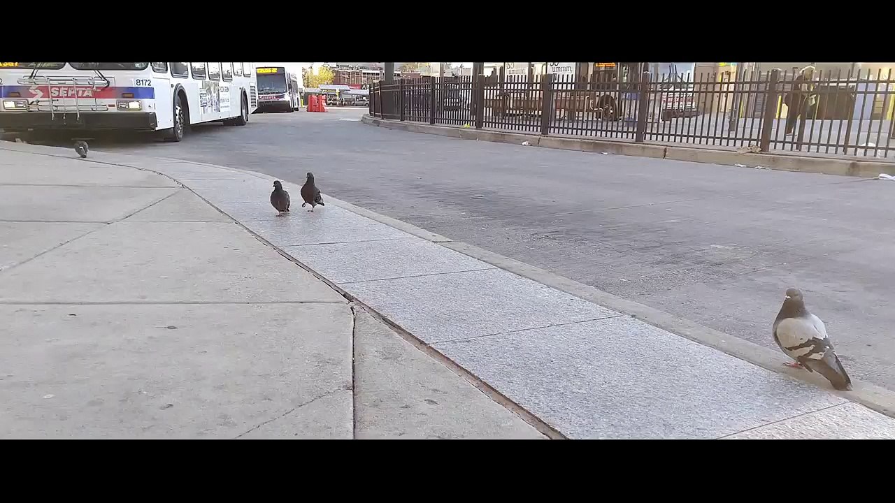 Lame Pigeon Follows its Friend
