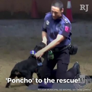 Adorable Police Dog Performs CPR on Handler