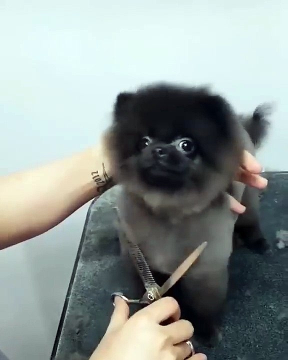 Un chien se fait toiletter sur la musique DuckTales