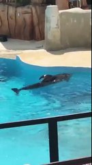 La Fondation Brigitte Bardot annonce qu'un dauphin capturé en Floride se laisse mourir au Parc Astérix "sous les bravos" (images @GuillaumePOT)