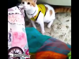 Gol Diye Bağıran “Kolombiya” Taraftarı Kedi