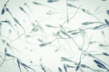 La dégradation de la qualité du sperme liée à l'environnement