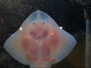 Ce bébé raie vient dire bonjour à son maitre... Adorable