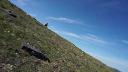 Download Video: Il se met à hurler pour faire fuir l'ours qui l'a pris en chasse