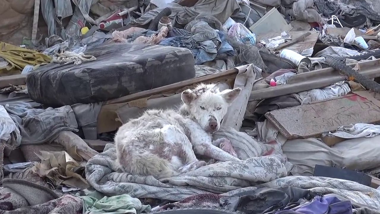 Hope For Paws Sauve des vies