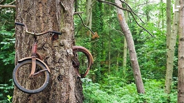 These Hungry Trees Will Eat Whatever Stands In Their Way