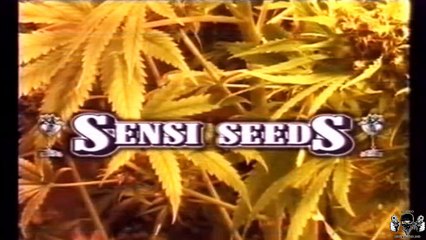 CAP 2: INICIO DEL CULTIVO - CANNABIS INDOOR