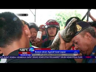 Ternyata Buaya di Kali Grogol Milik Salah Seorang Warga-NET24