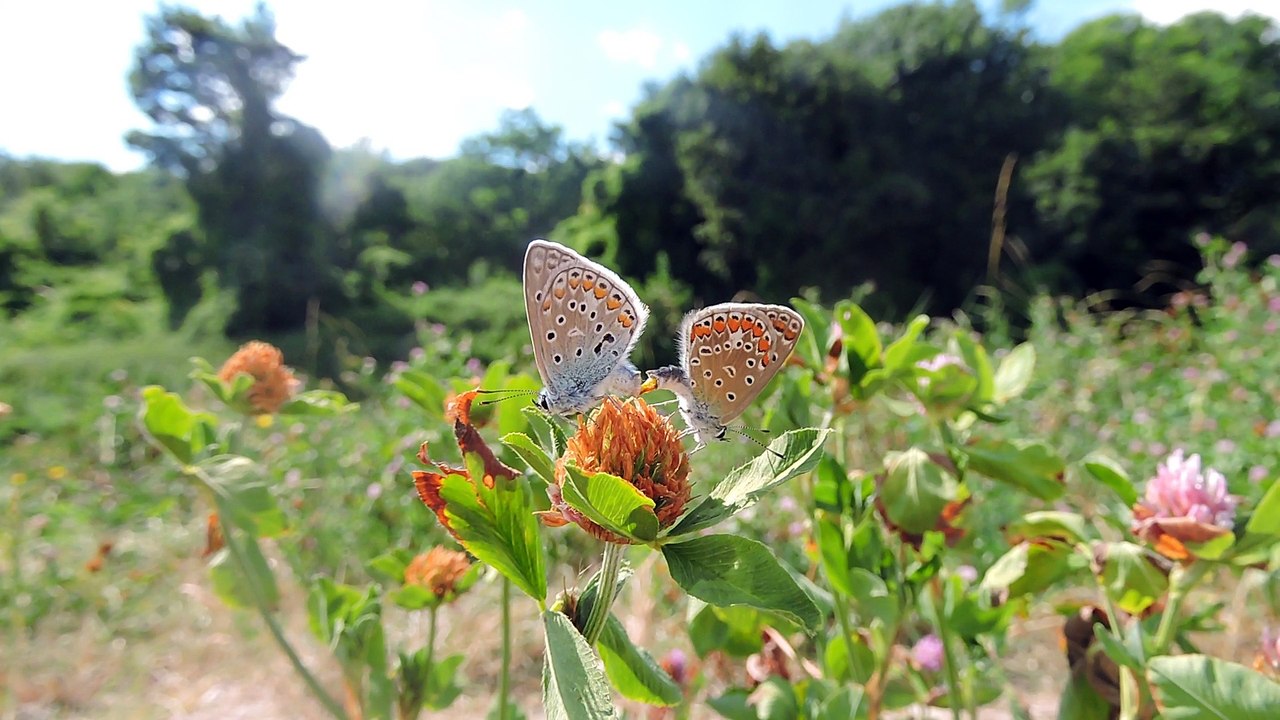 Papillons s'accouplant