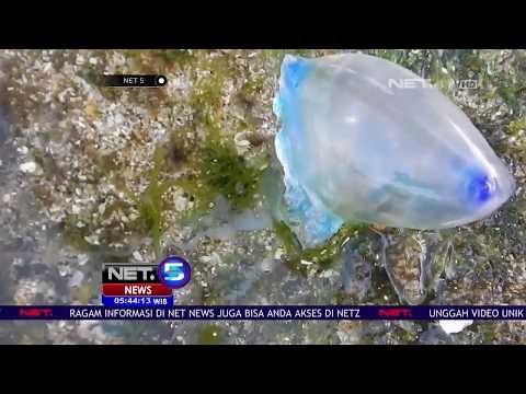 Pengunjung Pantai Gunung Kidul Masih Banyak yang Terkena Sengatan Ubur-ubur - NET 5
