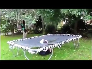 Eskimolar ilkbaharda balina avcılığı partileri sırasında mors derisinden yapılmış trambolin ile dansçıları havaya fırlatırdı.