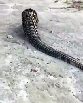 Pangolin, yasadışı ticareti en çok yapılan hayvanlardan biridir. Şimdi, yetkililer bununla mücadele etmek için adli tıptaki parmak izi tekniklerini kullanılacak