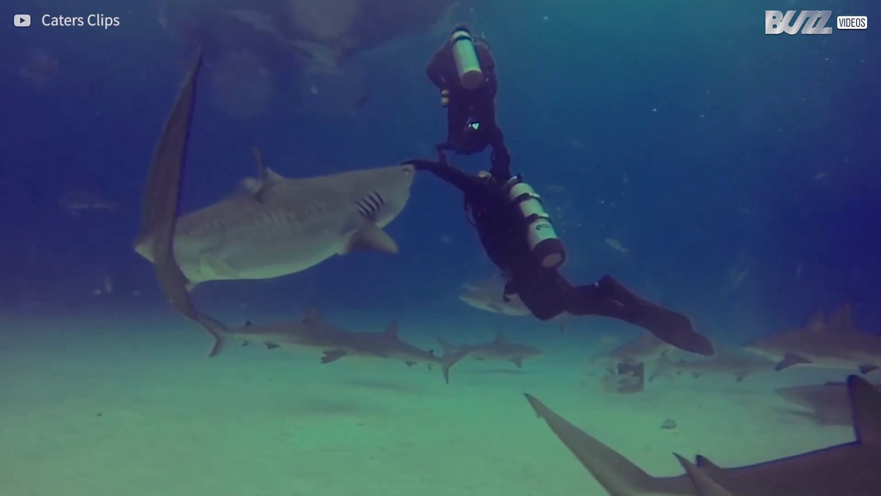 Bold diver stops shark attack with just one hand