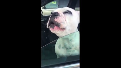 Ce chien est un chanteur d'opéra ! Soprano Canin !