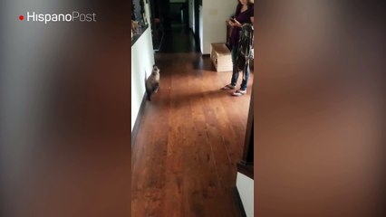 Esta pareja tiene al peor perro guardián al que uno pueda aspirar