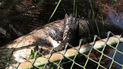 Face à face incroyable entre 2 crocodiles