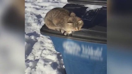 Quand ton chat te dit "HELLO"... adorable