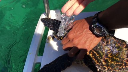 Il retire un parasite de la tête d'une tortue de mer
