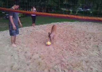 Curious Deer Joins Volleyball Game in Virginia