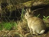 Stoat vs Rabbit - Best New