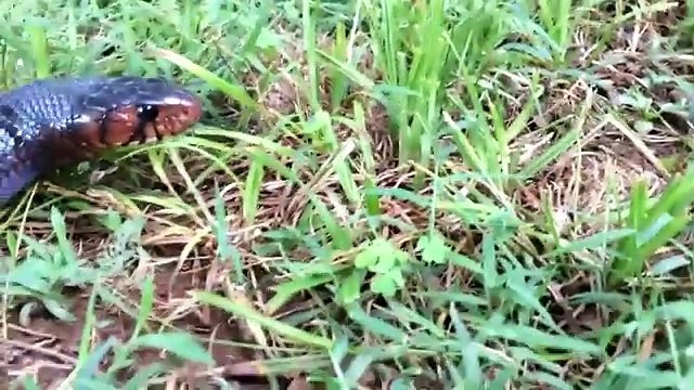 Amazing Hero Rabbit Save Rabbit Baby From Snake Python Hunting Hero Aniamals Save Another Animals