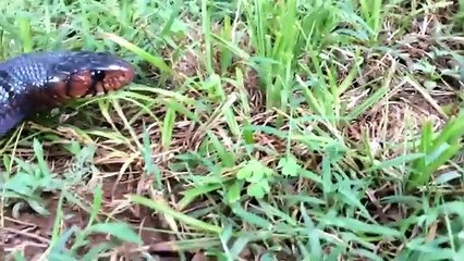 Amazing Hero Rabbit Save Rabbit Baby From Snake Python Hunting   Hero Aniamals Save Another Animals