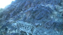 The Snow Leopards of Tost Mountain