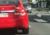 Motorists Pause for Ibises to Cross the Road in Margate, Queensland