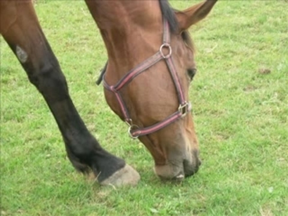ales chevaux