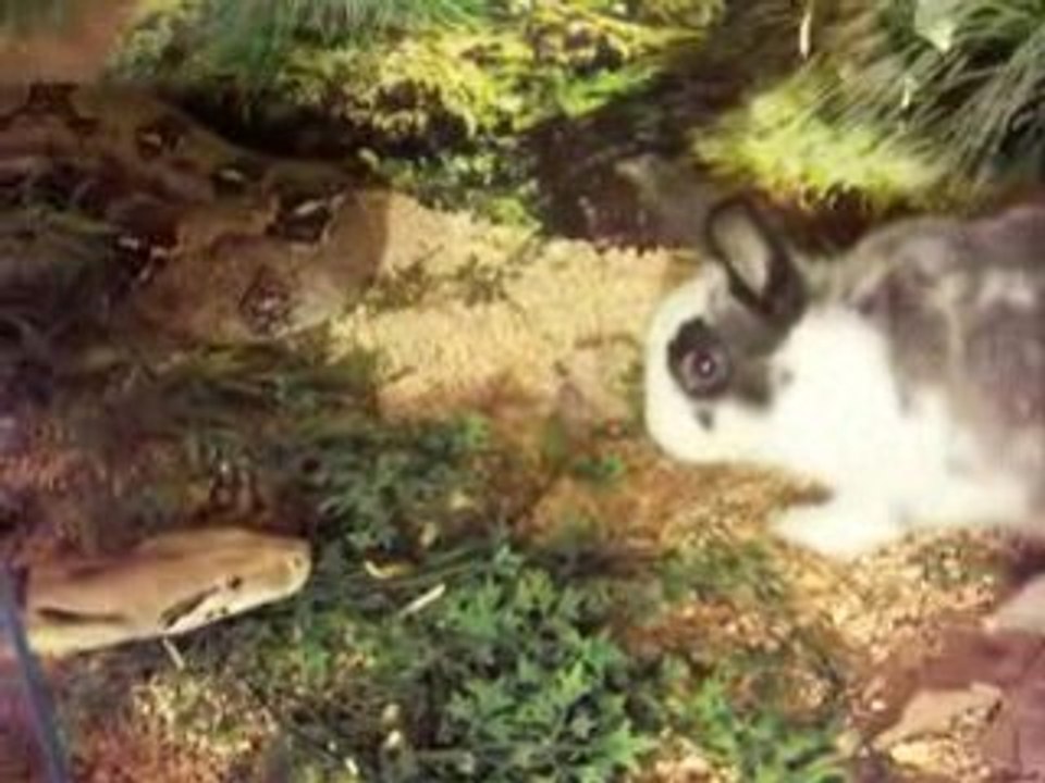 Boa attaque lapin
